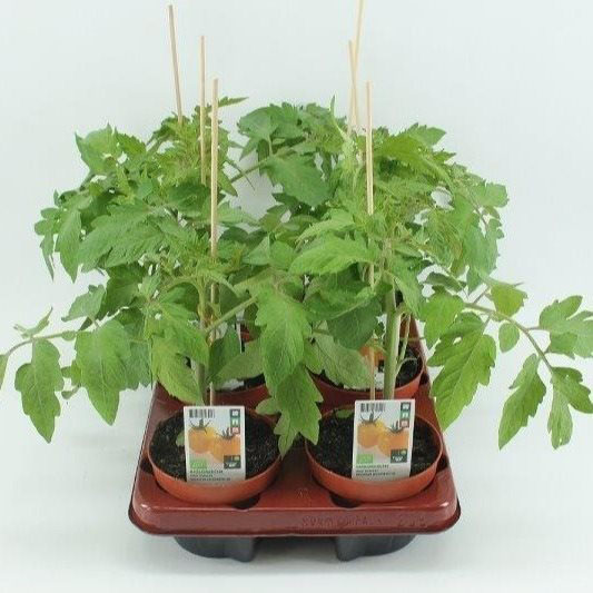 [1492SV] Tomaat. Gele tomaat (12cm pot)