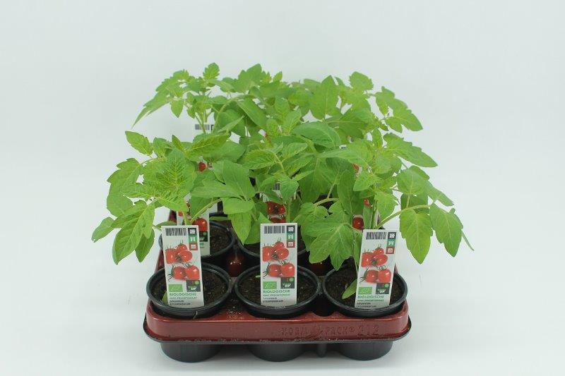 [1403SV] Tomaat. Mini pruimtomaat Bio
