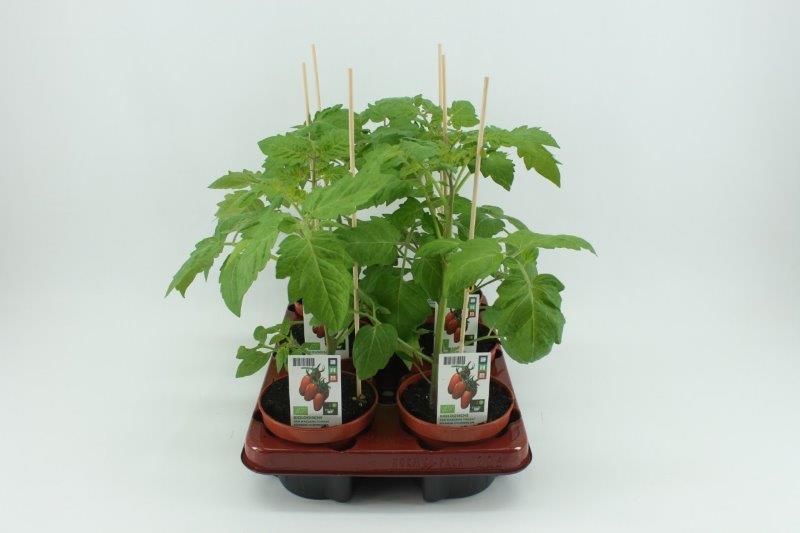 [1408SV] Tomaat. San Marzano tomaat