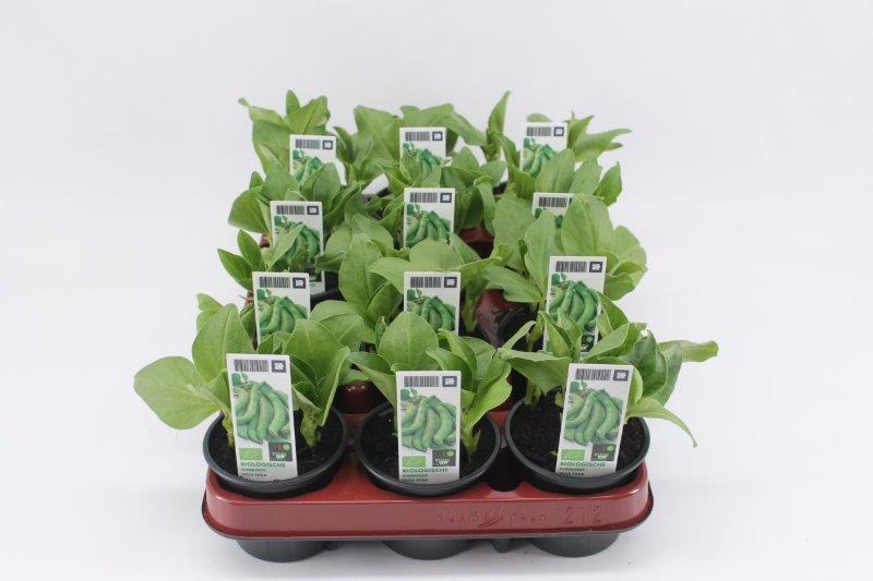 [1428SV] Tuinboon Bio
