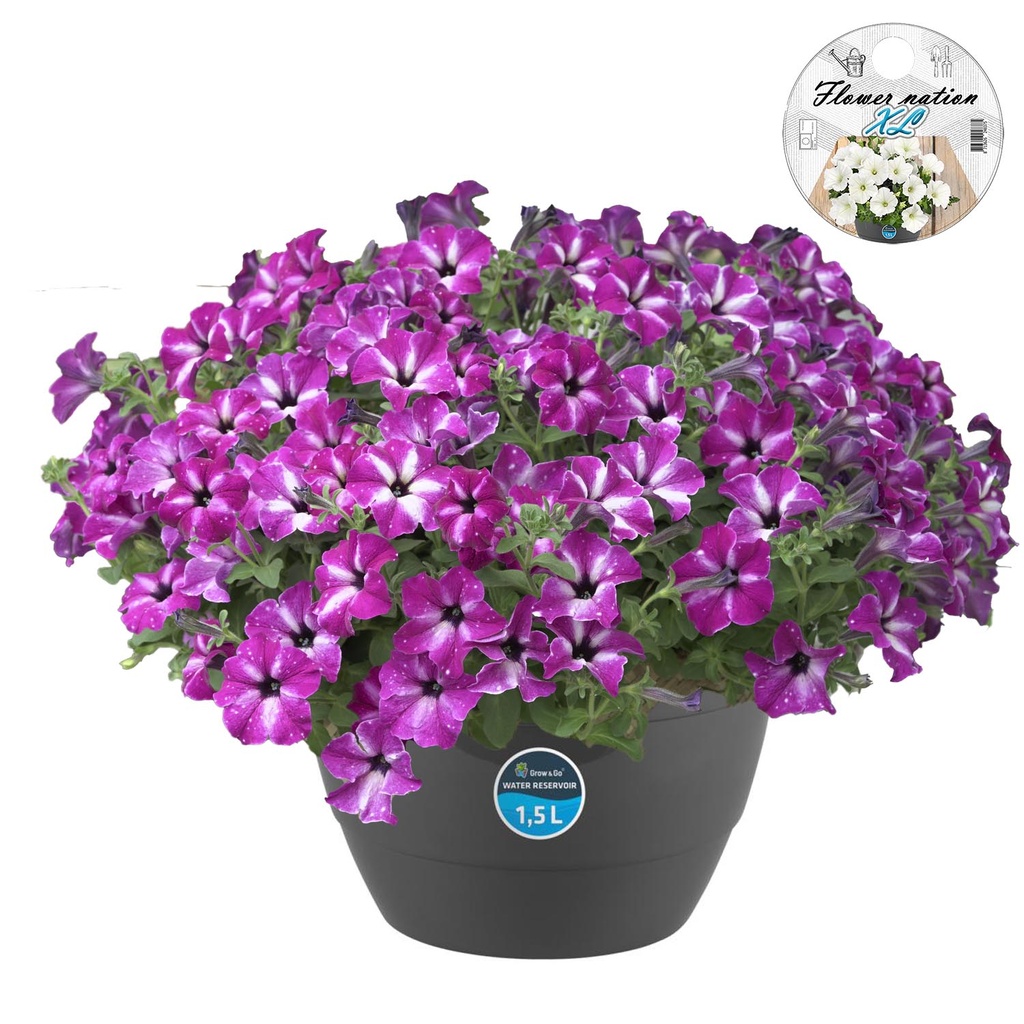 [643S3230V] HP27 Petunia Circus sky