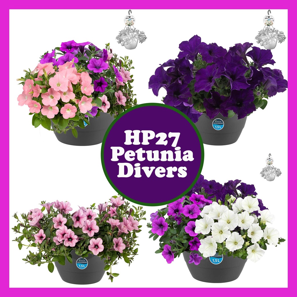 [643S1120V] HP27 Petunia Divers