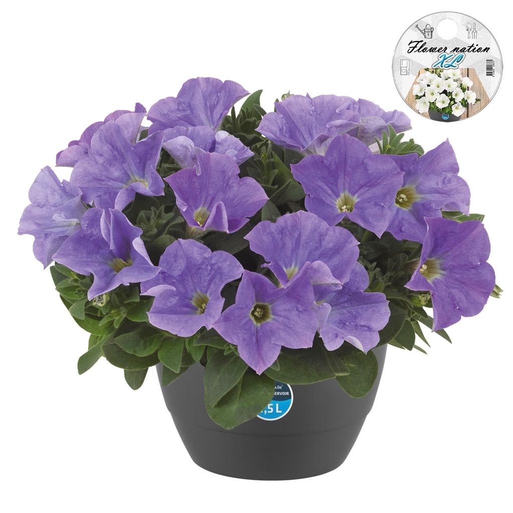 [643S3215V] HP27 Petunia Light blue