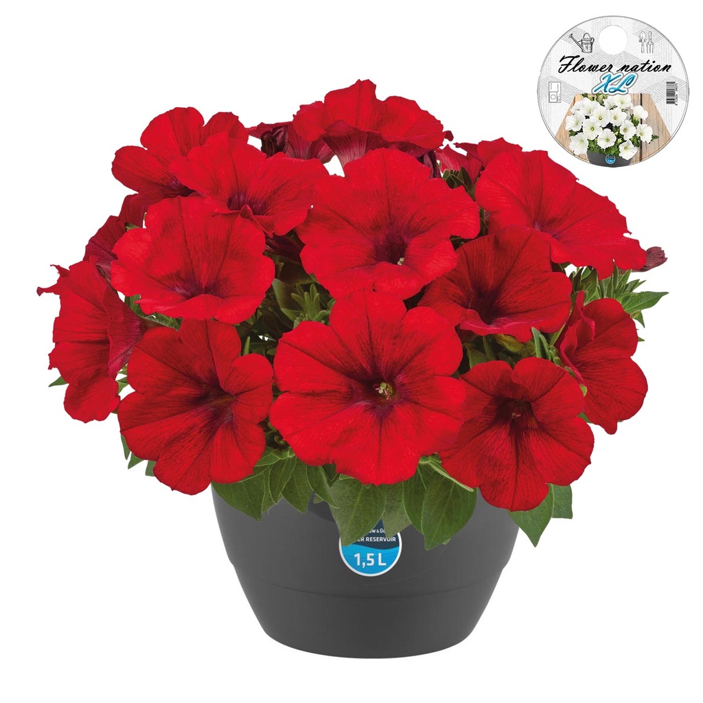 [643S3216V] HP27 Petunia Red fire