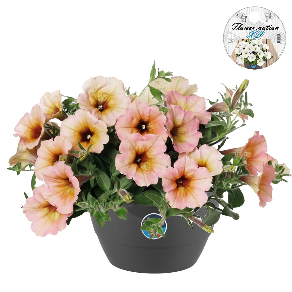 [643S3218V] HP27 Petunia Sorbet