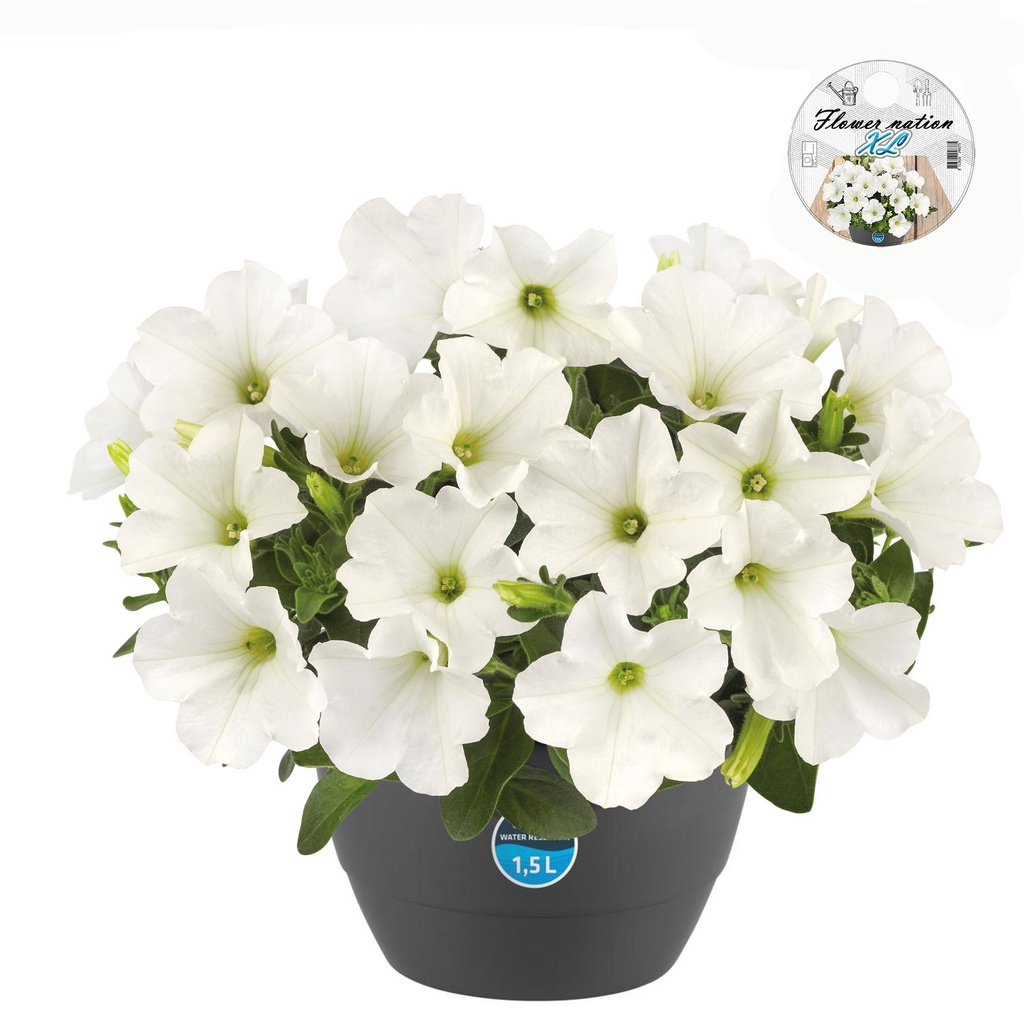 [643S3217V] HP27 Petunia White