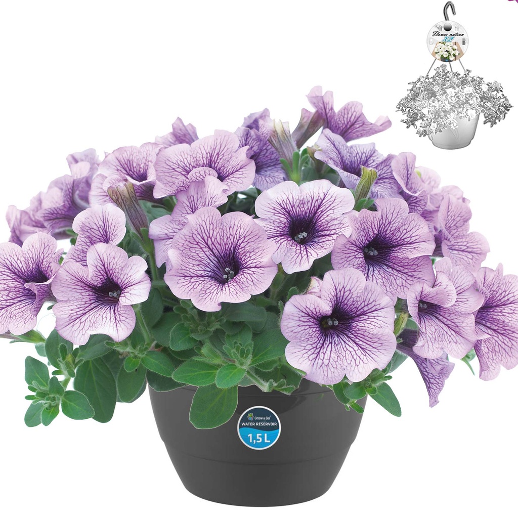 [643S2242V] HP27 Petunia compact Purple vein