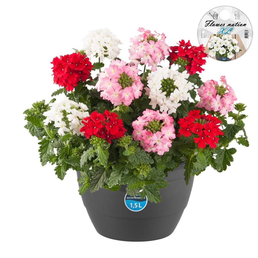 [662S3190V] HP27 mono.mix Verbena Pink fire