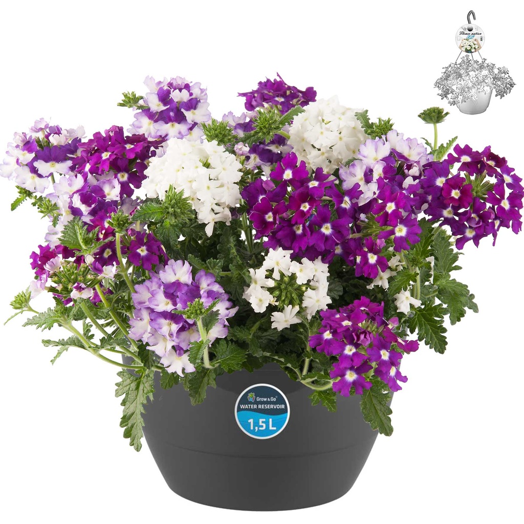 [662S2915V] HP27 mono.mix Verbena Purple fire