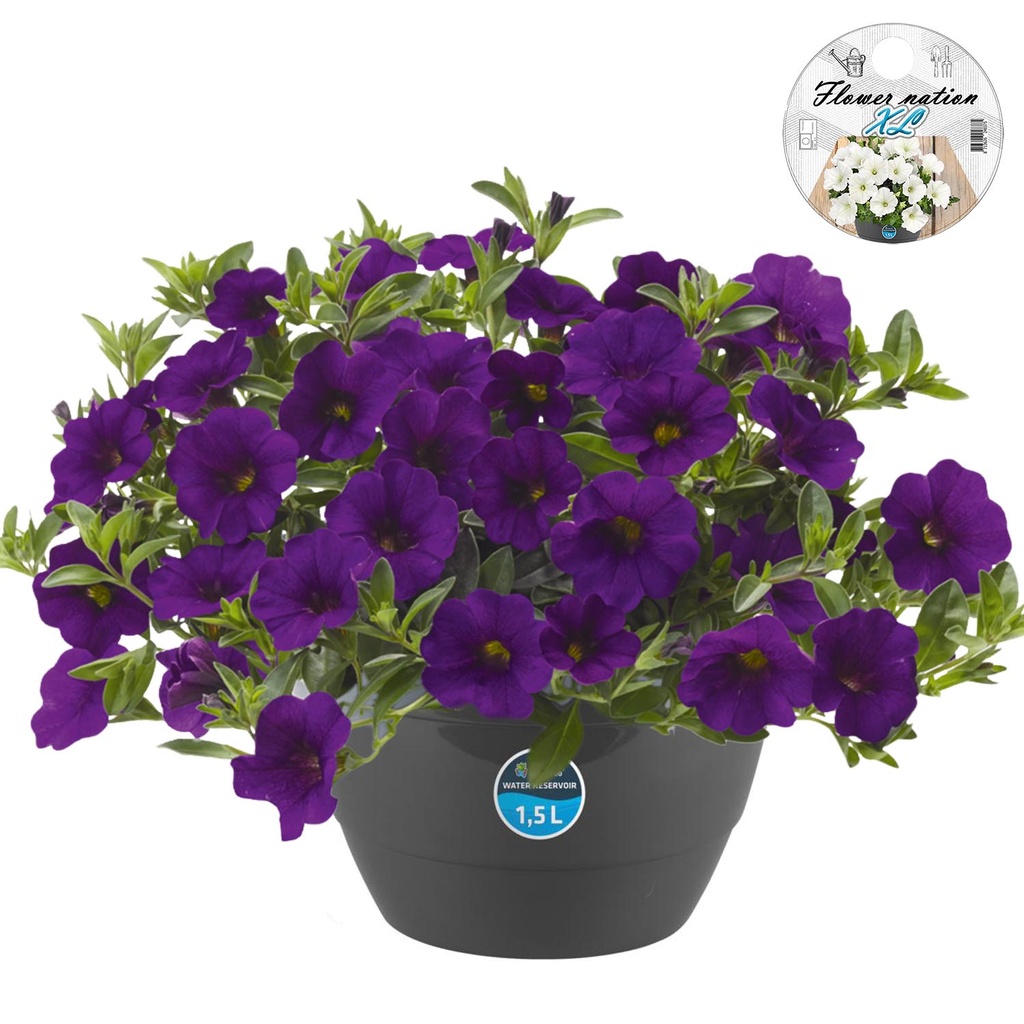 [610S704V] HP27 o.kl. Calibrachoa Blue