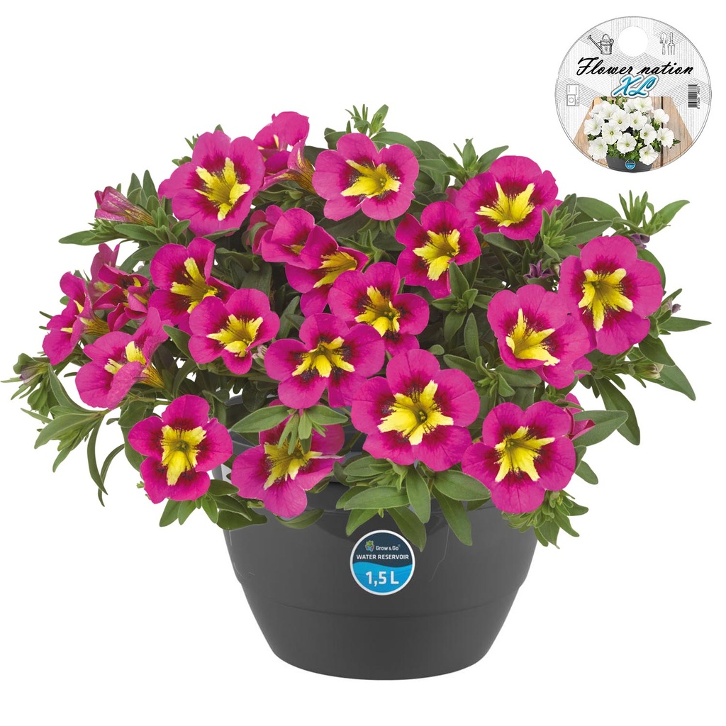 [610S3188V] HP27 o.kl. Calibrachoa Bumble bee hot pink
