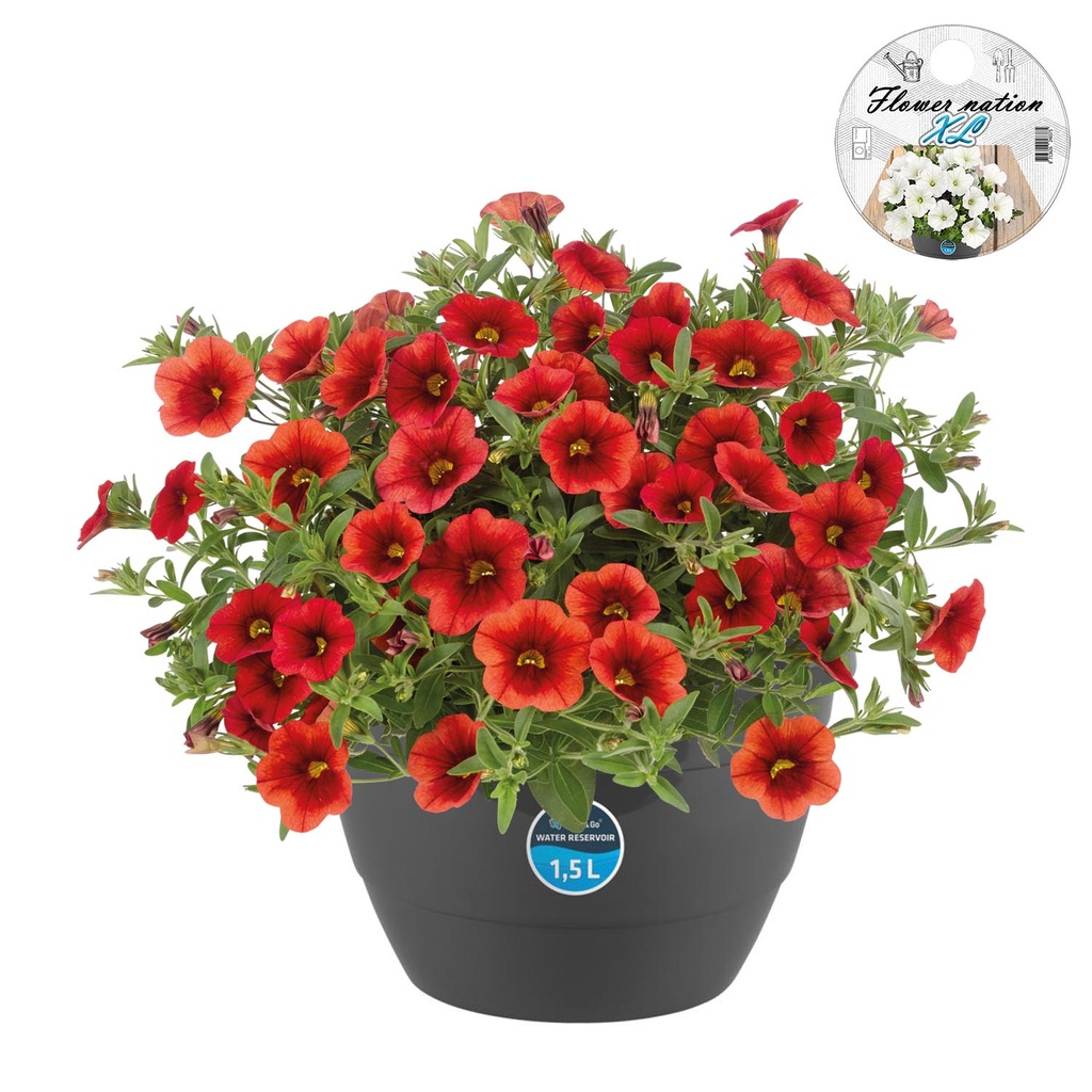[610S3110V] HP27 o.kl. Calibrachoa Orange