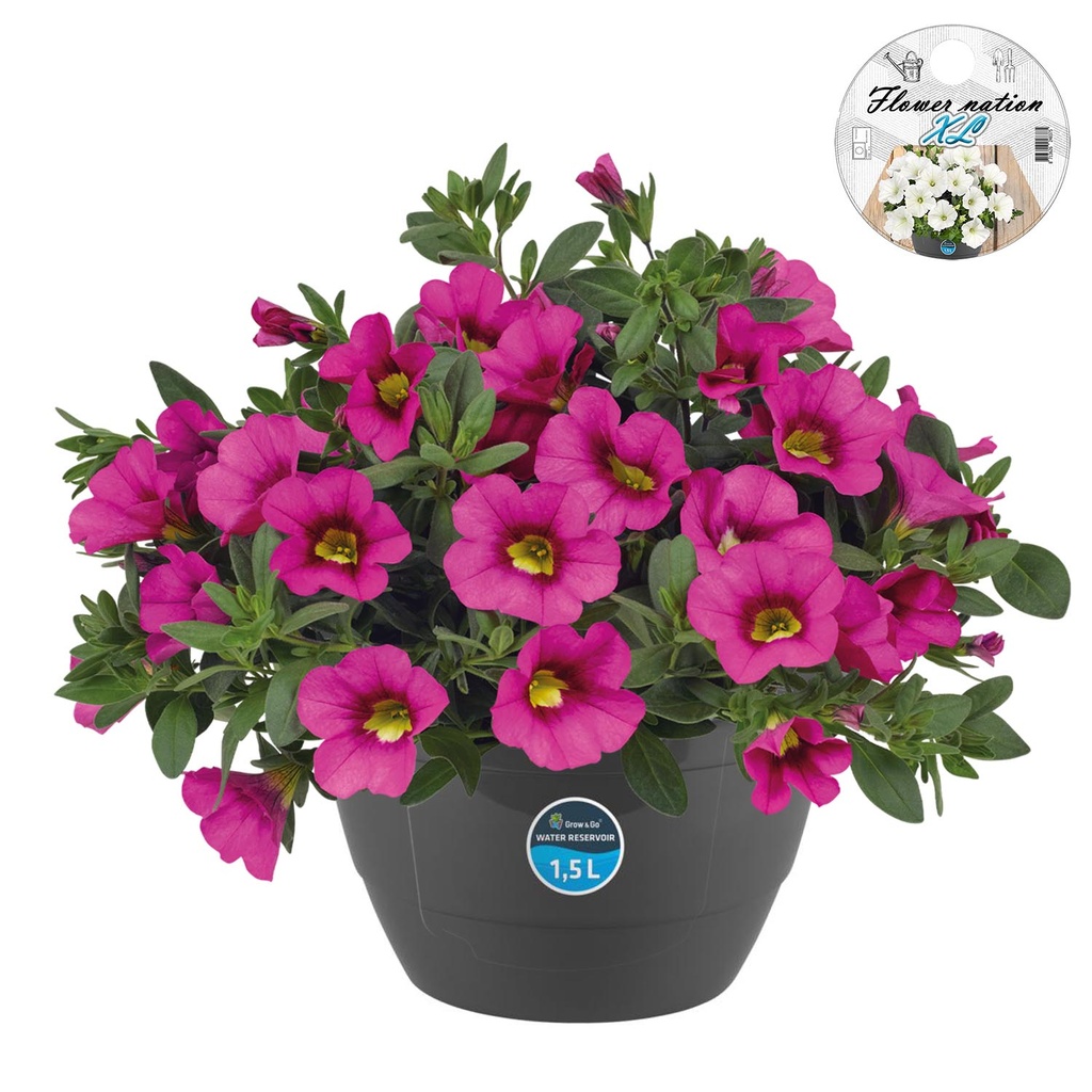 [610S3189V] HP27 o.kl. Calibrachoa Pink