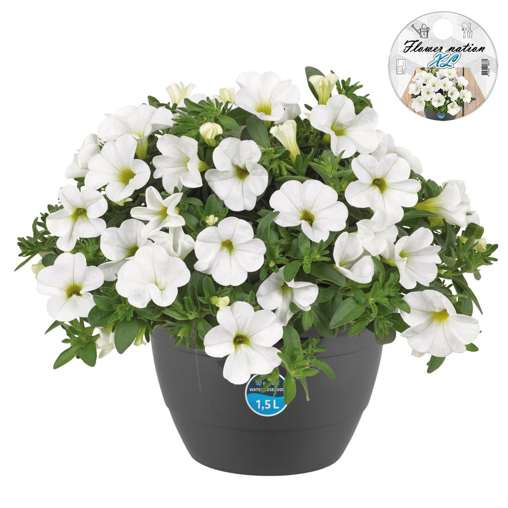 [610S707V] HP27 o.kl. Calibrachoa White