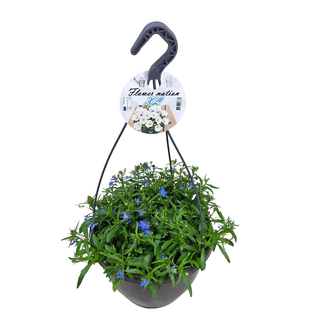 [638S815V] HP27 o.kl. Lobelia Bleu