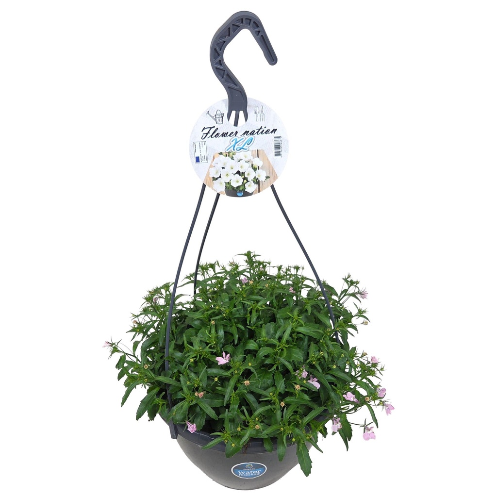 [638S3299V] HP27 o.kl. Lobelia Pink