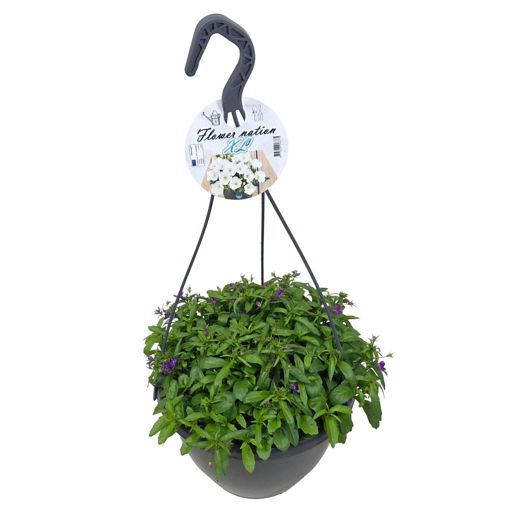 [638S3298V] HP27 o.kl. Lobelia Purple