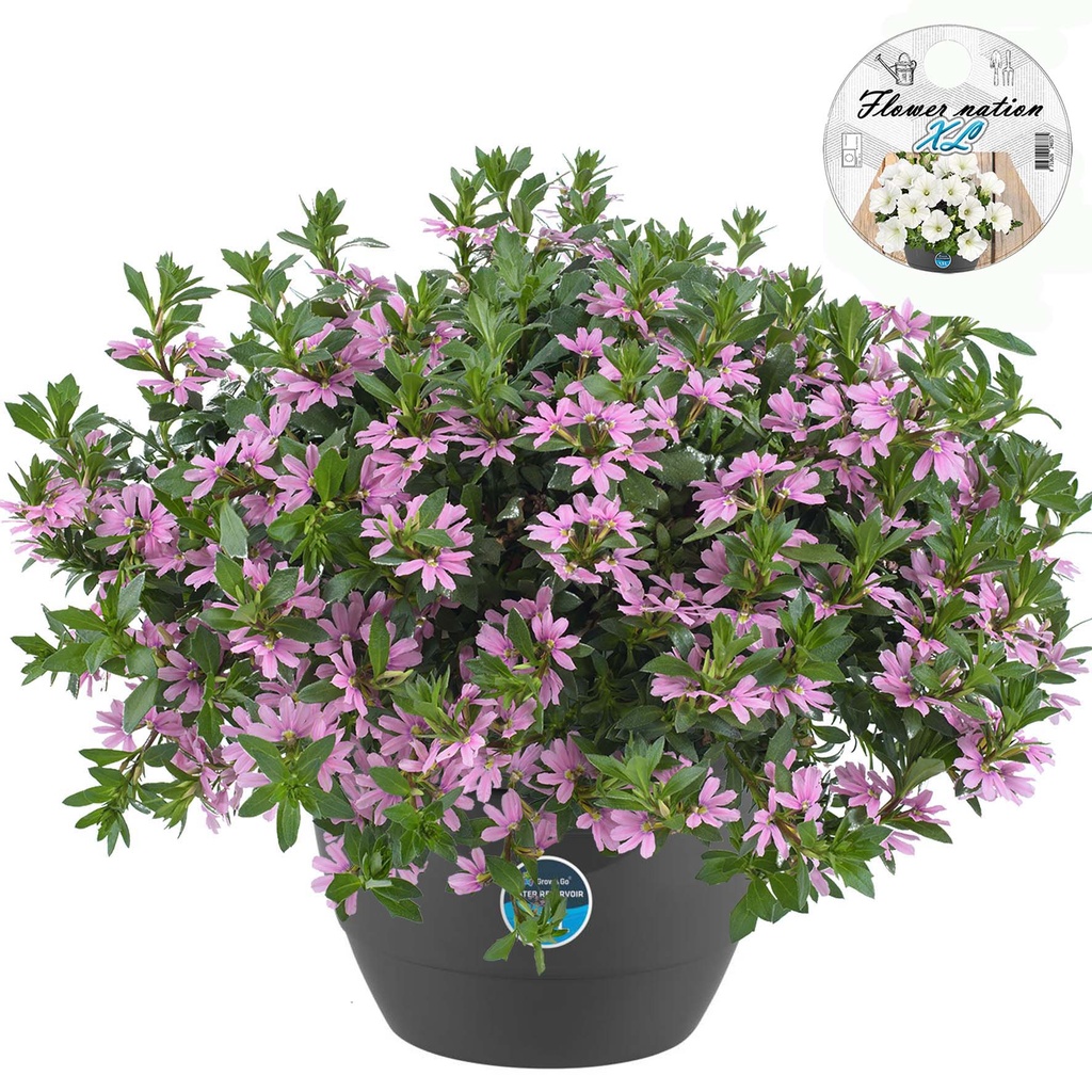 [656S1492V] HP27 o.kl. Scaevola Pink
