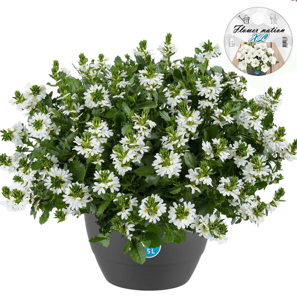 [656S895V] HP27 o.kl. Scaevola White