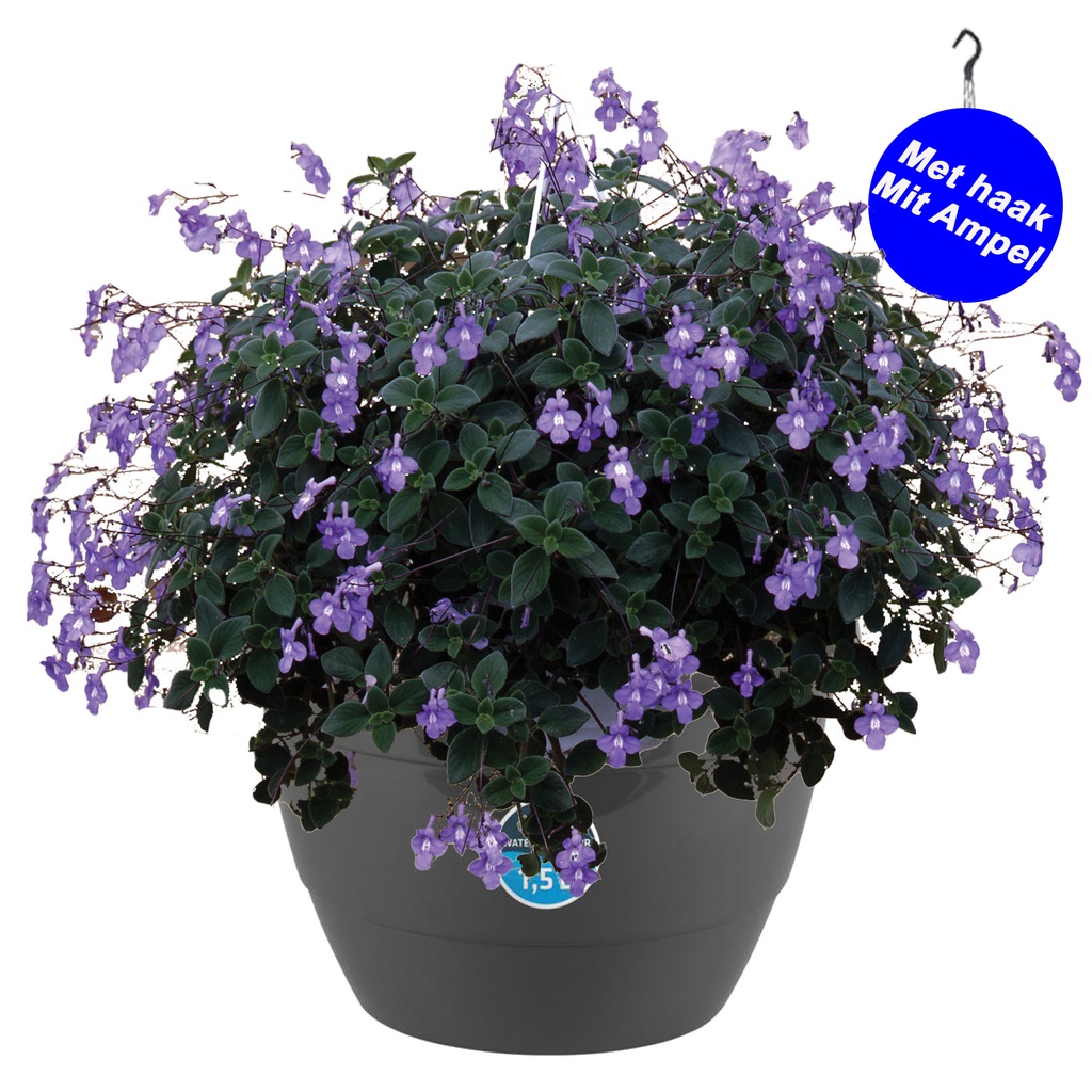 [698SV] HP27 o.kl. Streptocarpus