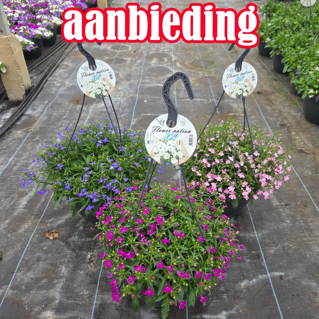 [1661S3317V] Hp27 Lobelia actie Pink