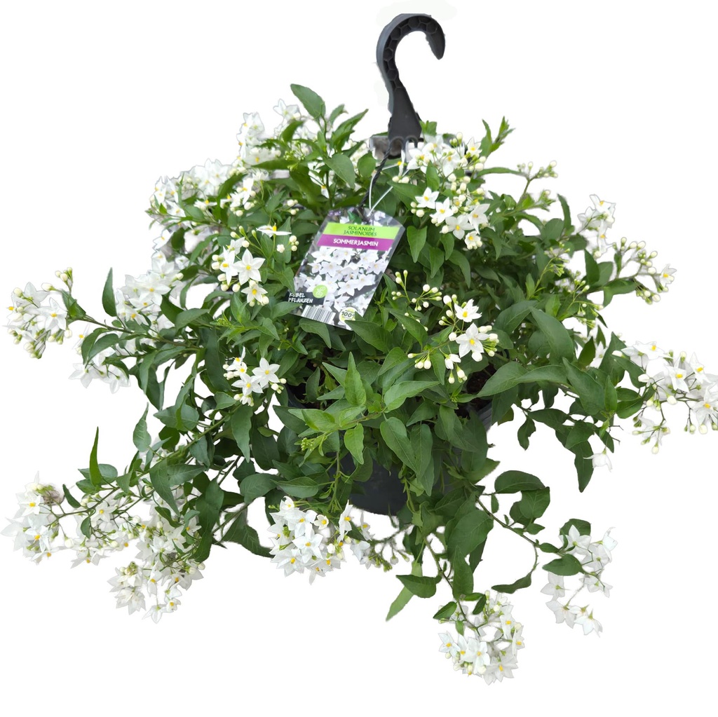[1654S3293V] Hp27 Solanum jasminoides