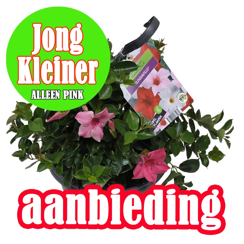 [1658S3314V] Hp27 Sundaville aanbieding Pink kleinere maat