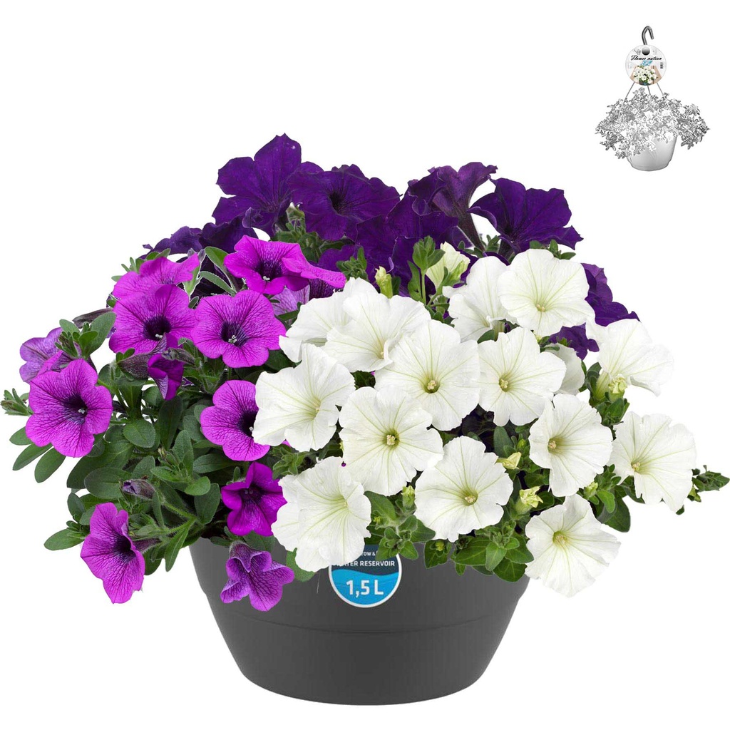 [1487S2543V] Hp27 mono.mix Petunia Dekko mix1