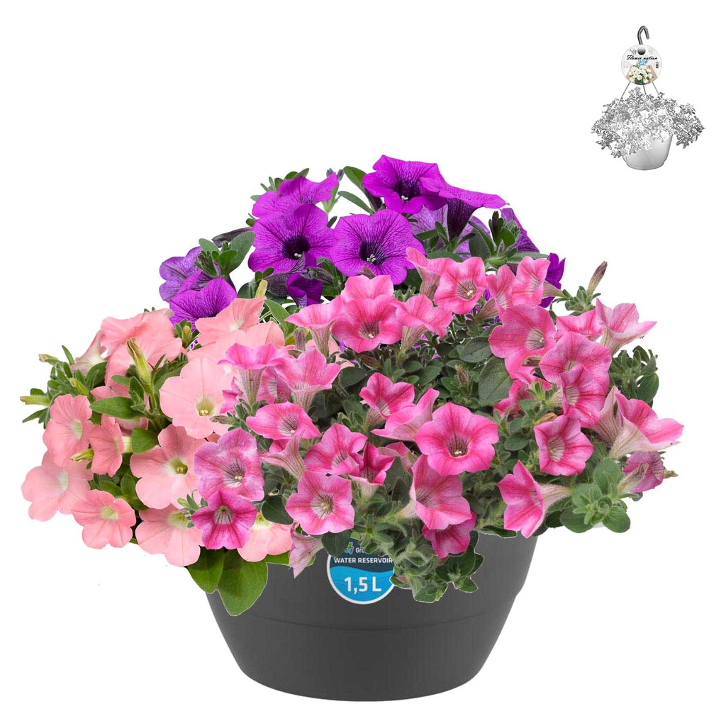 [1487S2544V] Hp27 mono.mix Petunia Dekko mix2