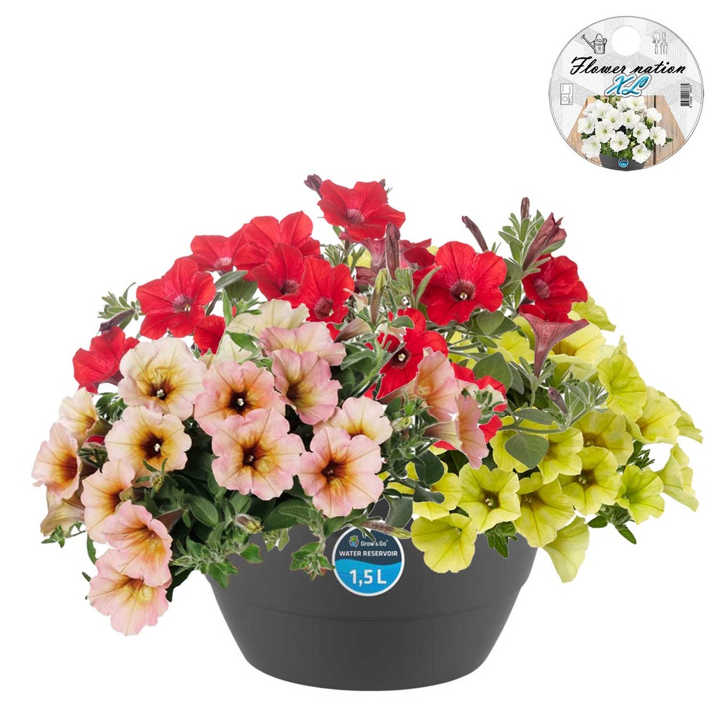[1487S3197V] Hp27 mono.mix Petunia Dekko mix3