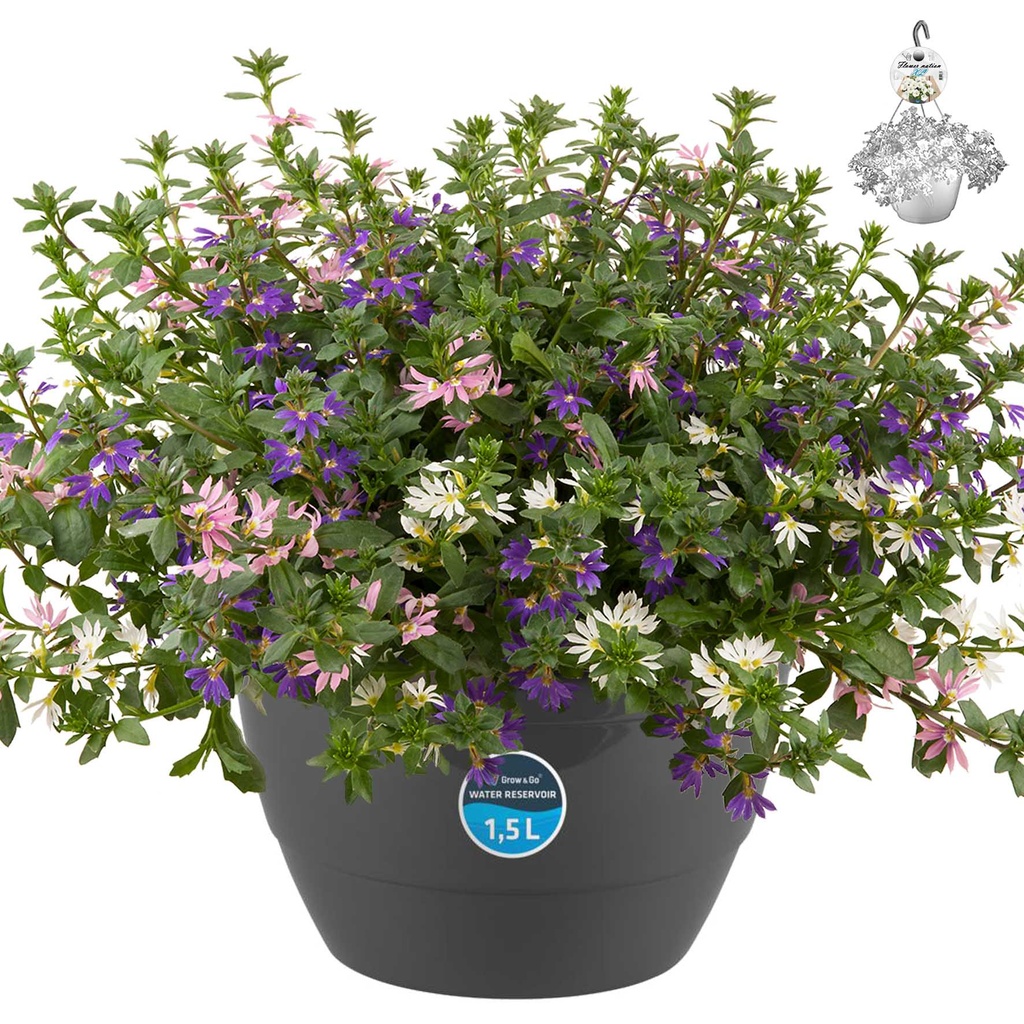 [1488S2545V] Hp27 mono.mix Scaveola Fancy mix