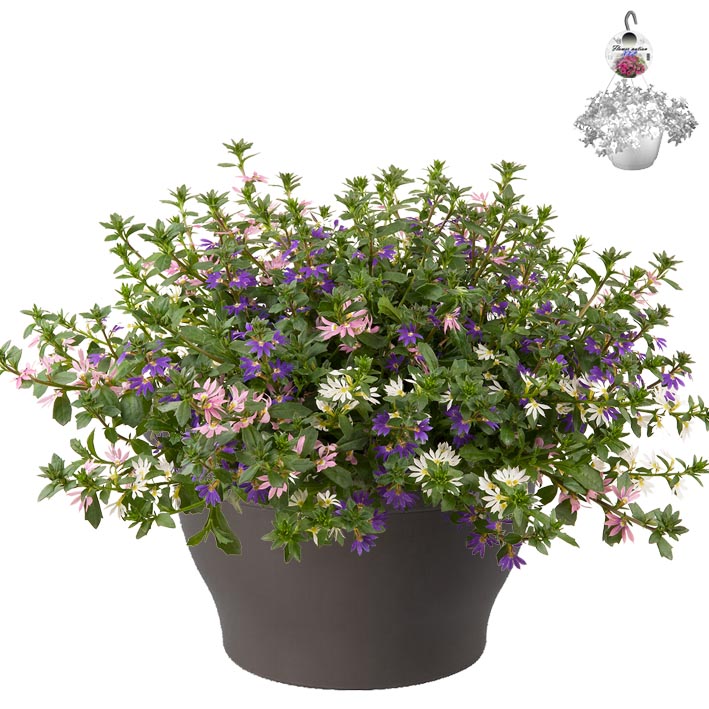 [1506S2803V] Hp30 XXL Scaevola Mix