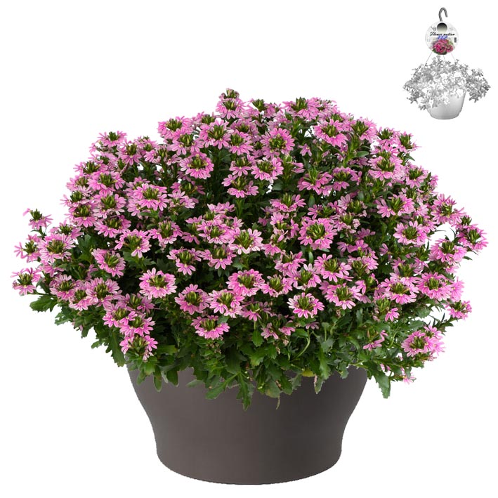 [1506S2960V] Hp30 XXL Scaevola Pink