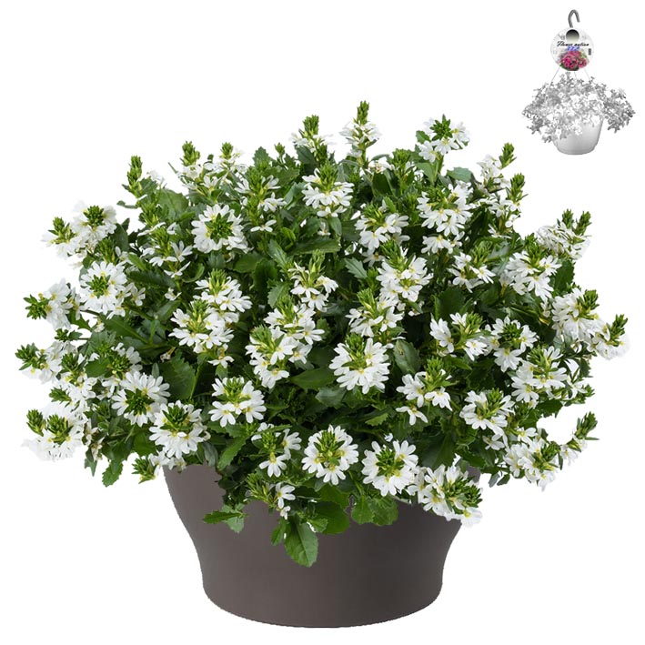 [1506S2959V] Hp30 XXL Scaevola White