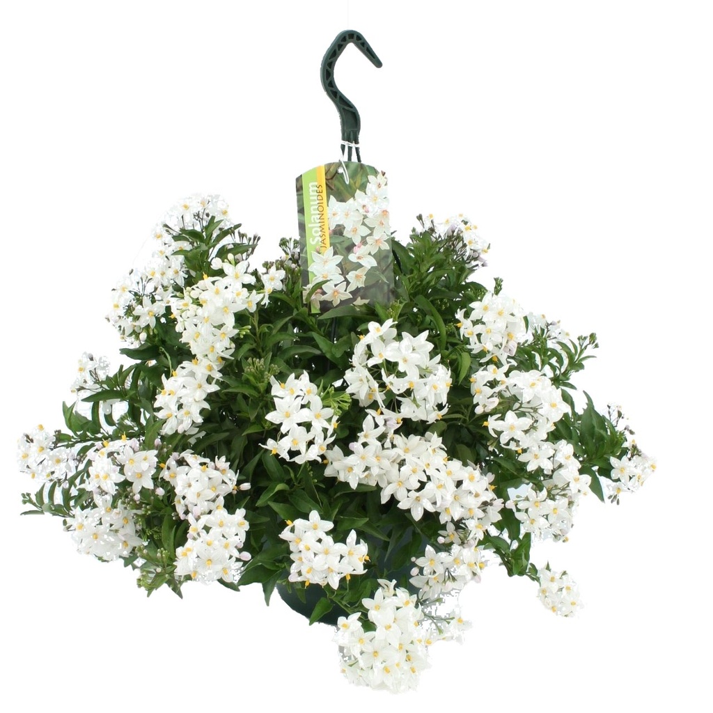 [769SV] Solanum Jasminoides exclusive HP25