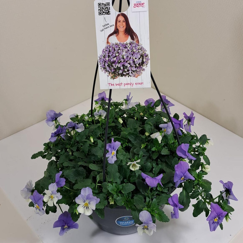 [761S1256V] Viola HP27 Cool Wave Frost