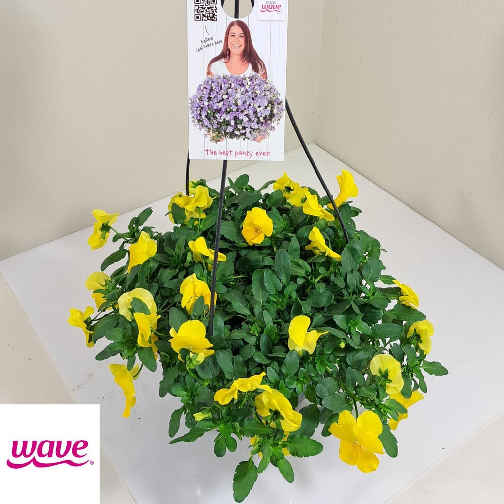[761S1516V] Viola HP27 Cool Wave Golden yellow