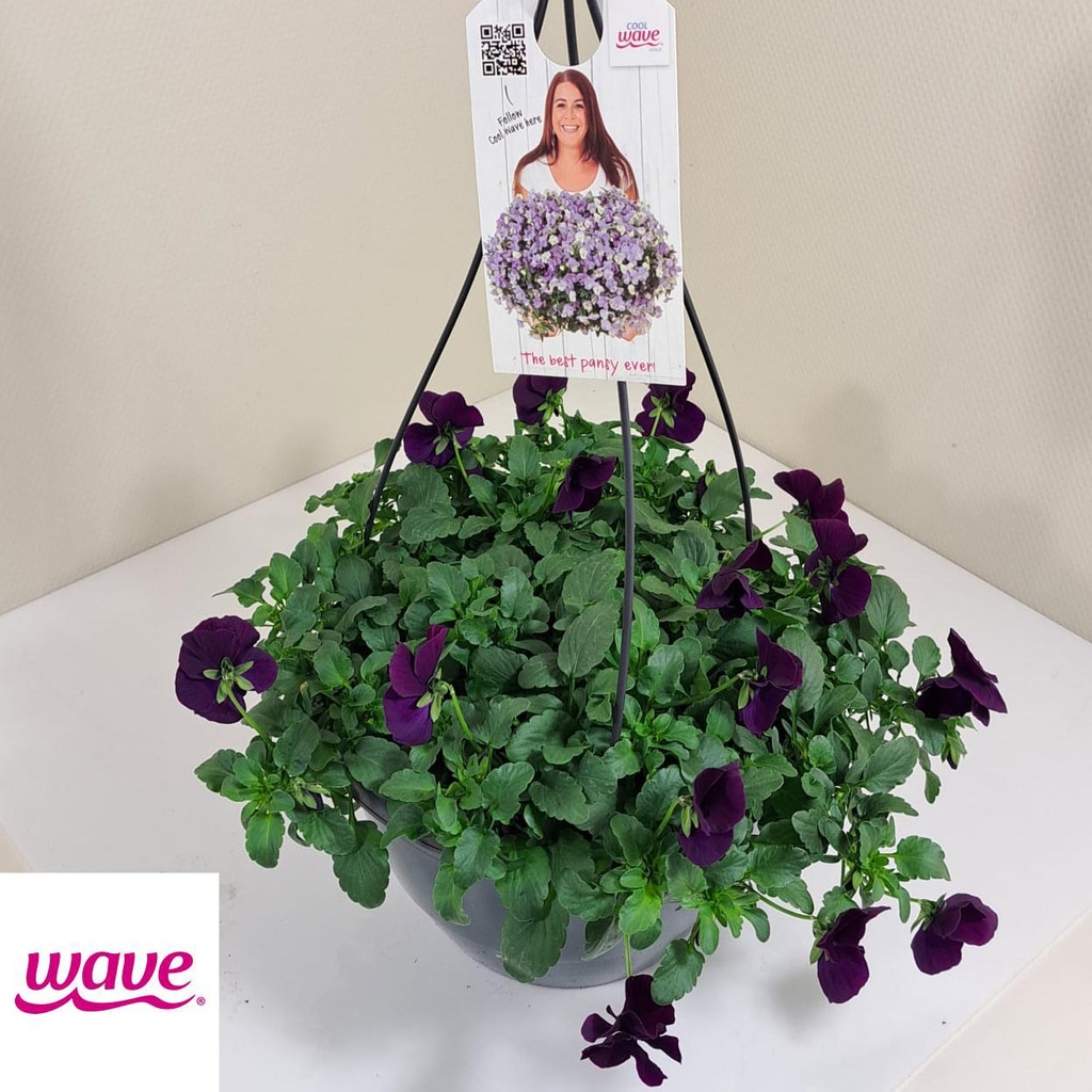 [761S1517V] Viola HP27 Cool Wave Purple