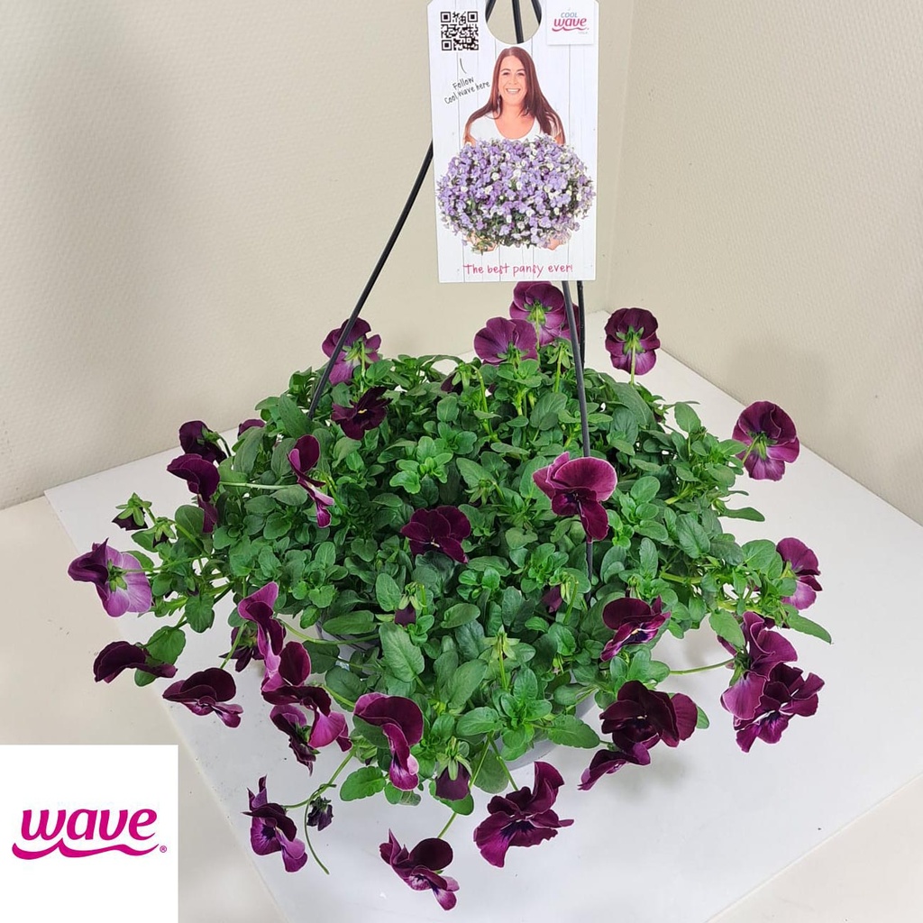 [761S2251V] Viola HP27 Cool Wave Raspberry