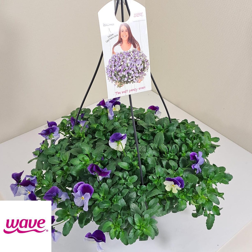 [761S1259V] Viola HP27 Cool Wave Violet wing