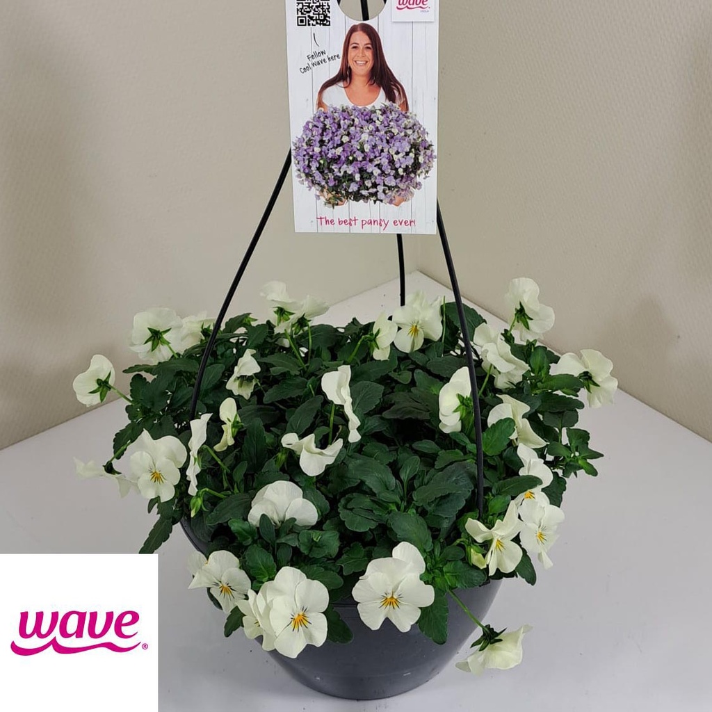 [761S1258V] Viola HP27 Cool Wave White