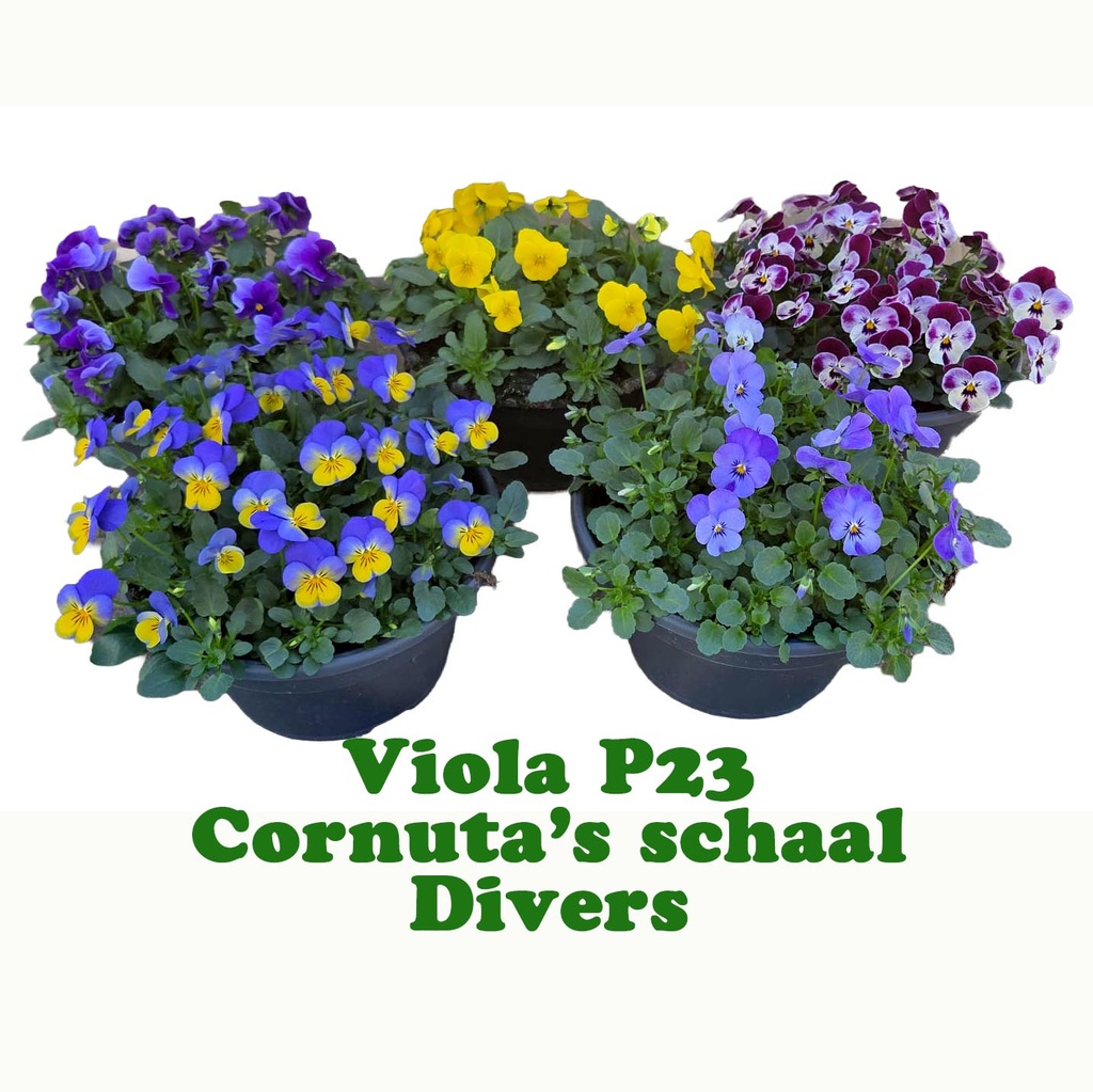 [1647S3228V] Viola P23 Schaal diverse kleuren