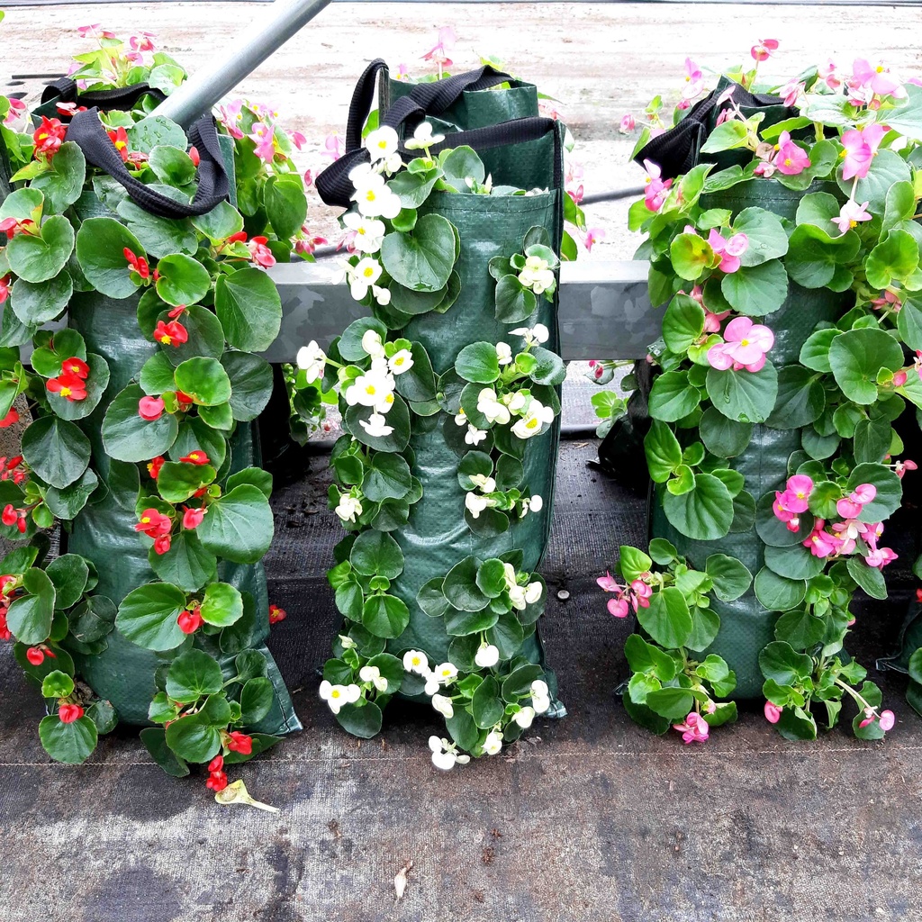[1464S2426V] Wandhangers Begonia uit zaad