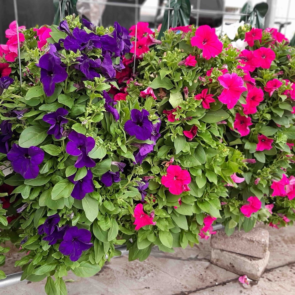 [1464S2424V] Wandhangers Petunia