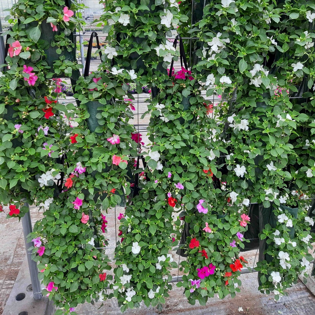 [1464S2435V] Wandhangers mix van Impatiens.Begonia.Petunia