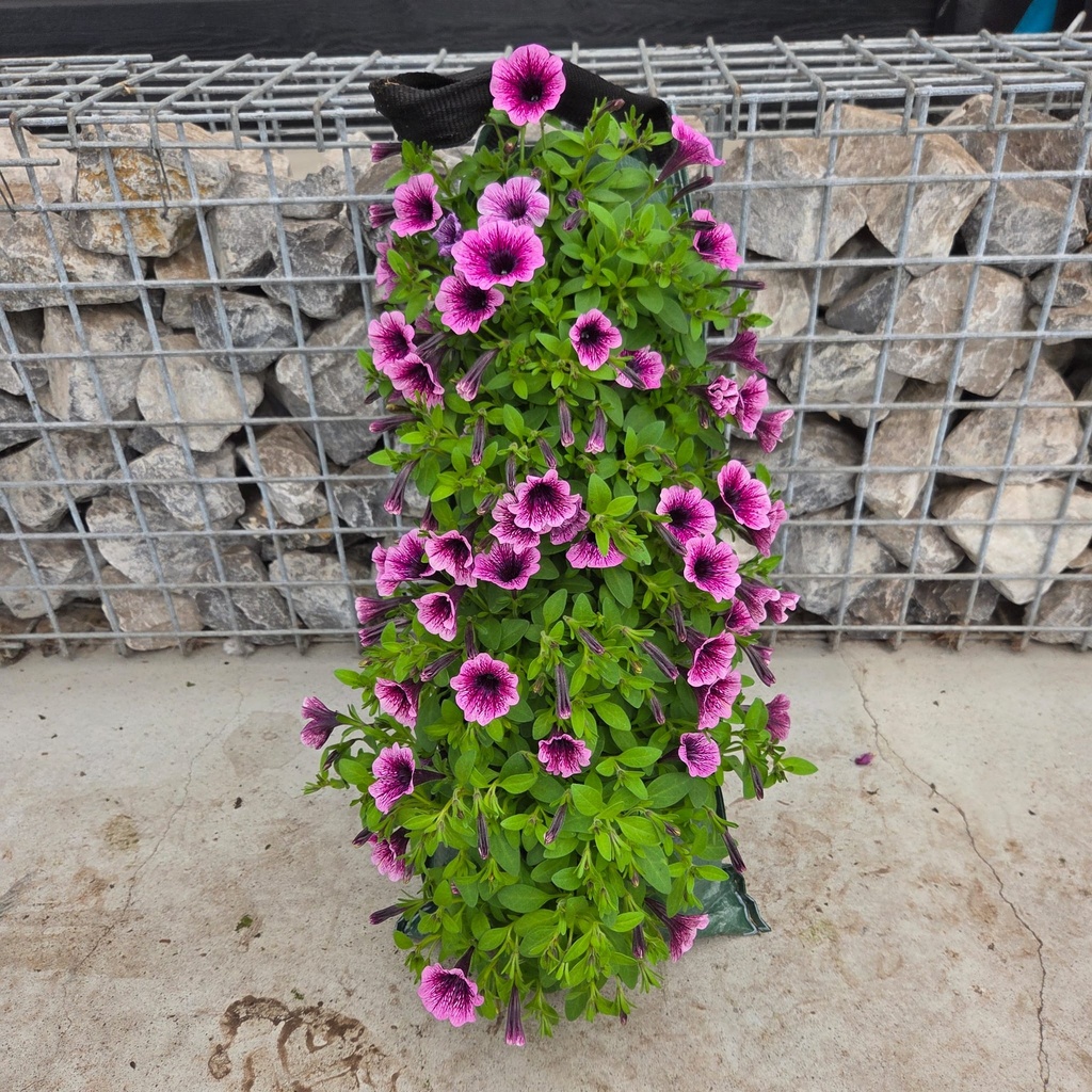[1655S3311V] Wandhangers stek Petunia's