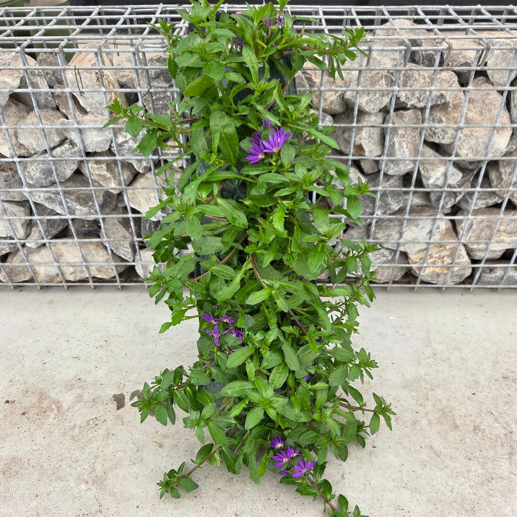 [1655S3296V] Wandhangers stek Scaevola blauw