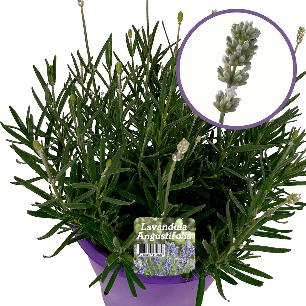 [636S2630V] Ej Lavendel P19 Angustifolia "White Summer"