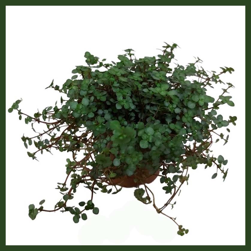 [1640S3176V] Muehlenbeckia P12