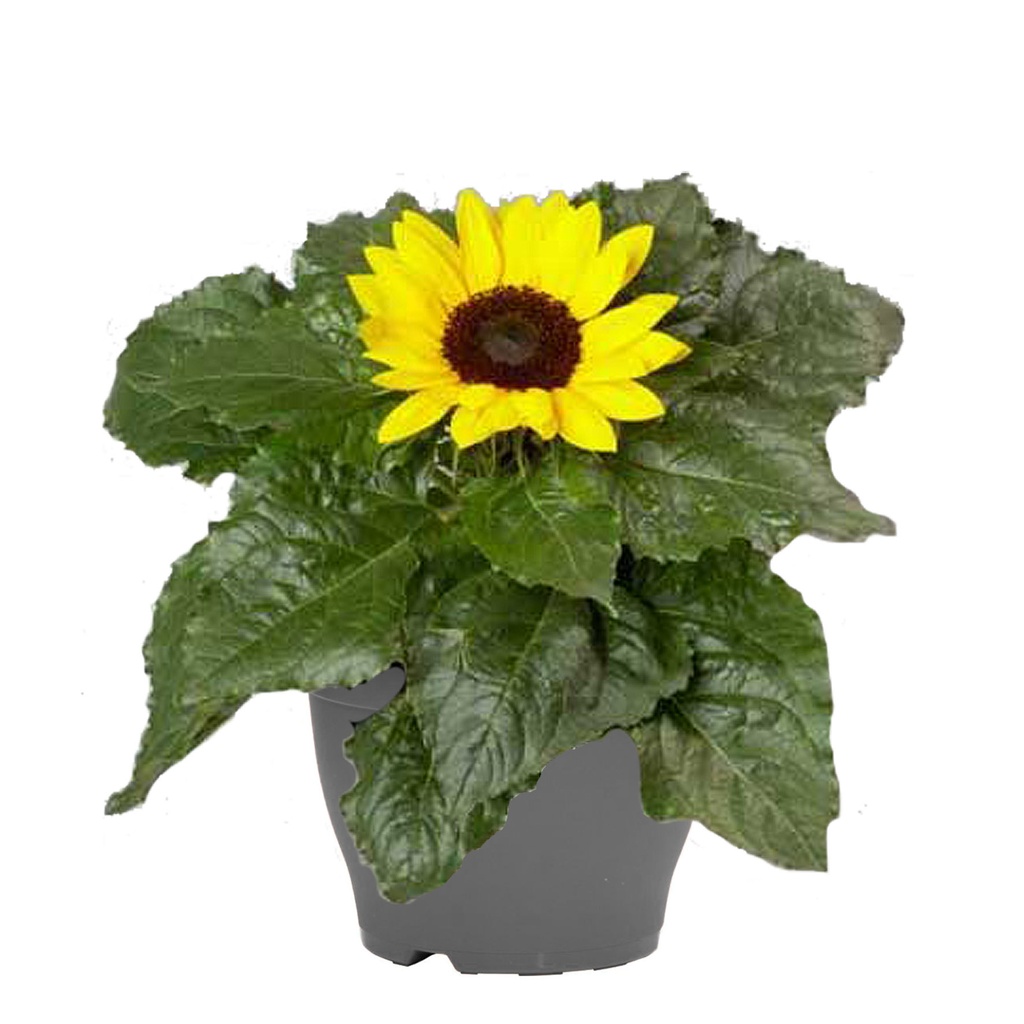 [630S794V] TP26 Helianthus "knop" "Sunsation" 1 plant per pot
